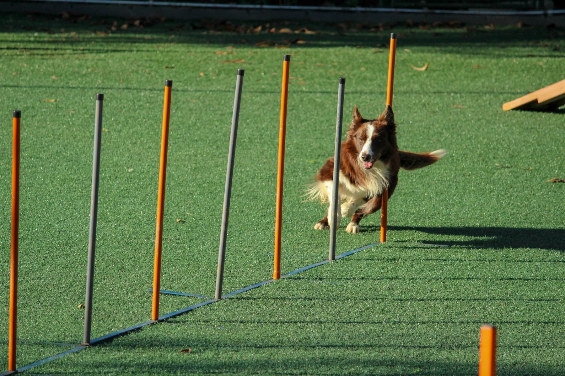 Border Collie entering weave poles on artificial turf