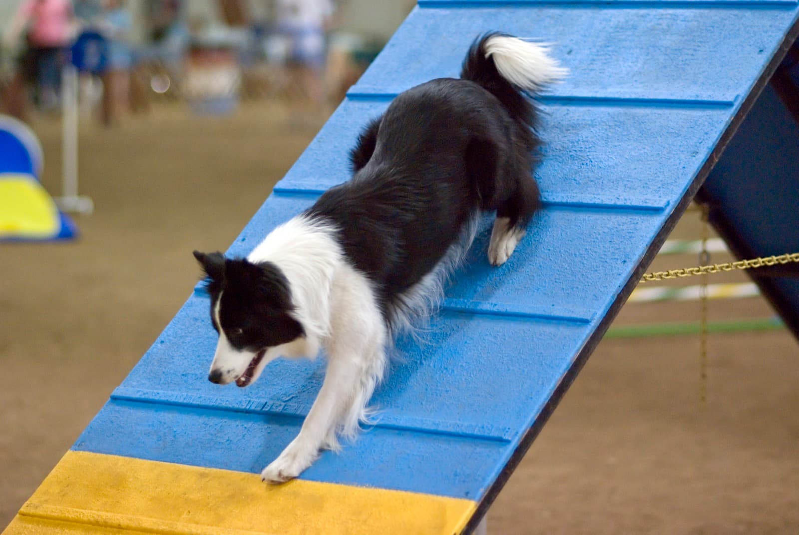 Border Collie descending an A-frame at an indoor agility trial