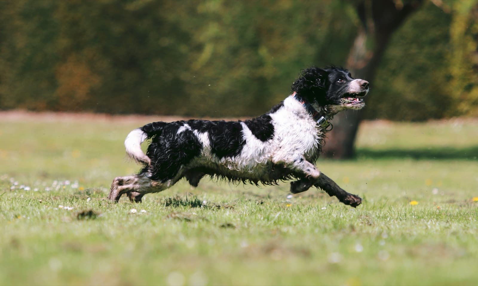 English Springer Spaniel at full gallop across a grass field