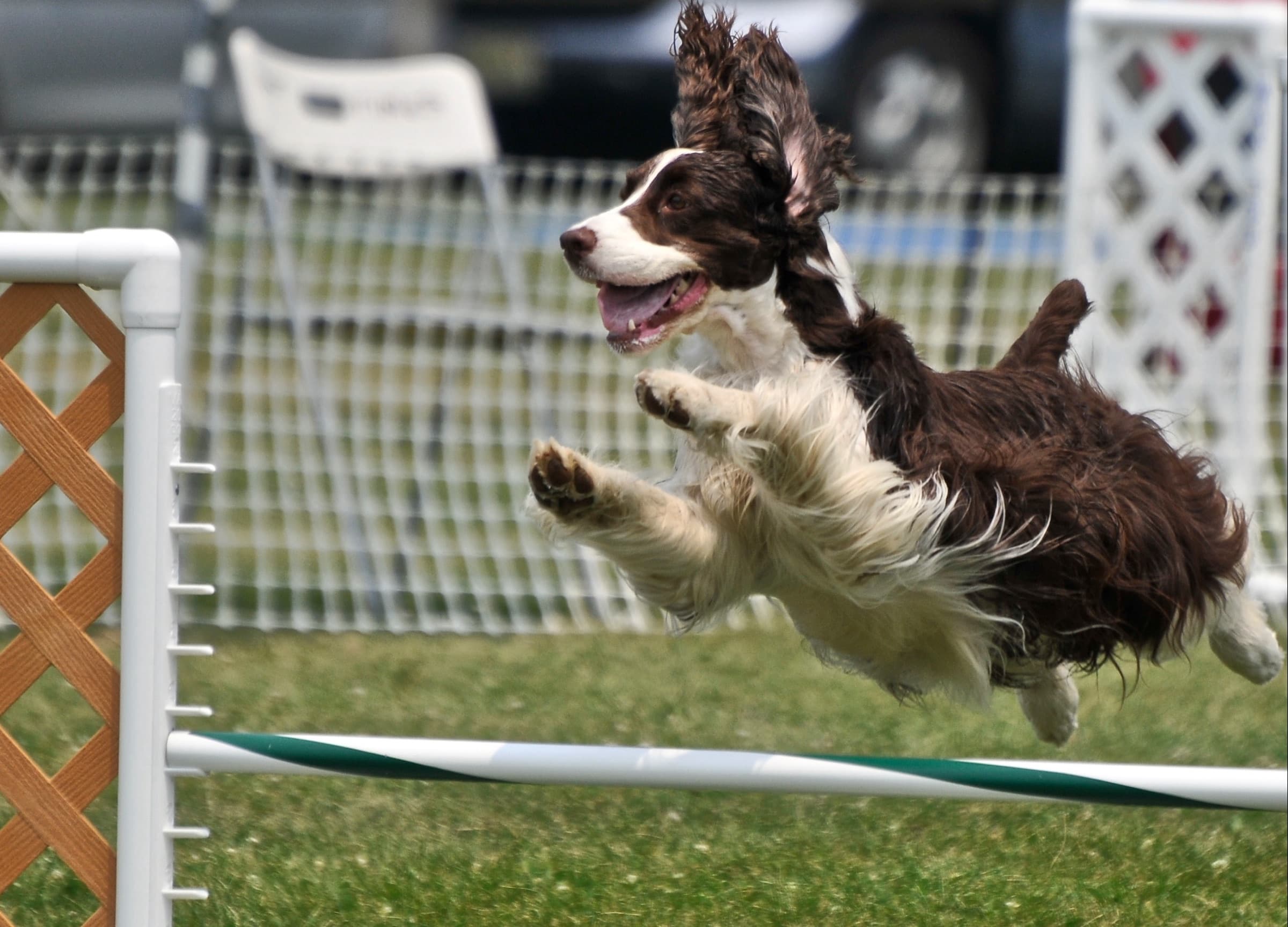 English Springer Spaniel clearing a bar jump at an agility trial